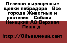 Отлично выращенные щенки лабрадора - Все города Животные и растения » Собаки   . Ненецкий АО,Верхняя Пеша д.